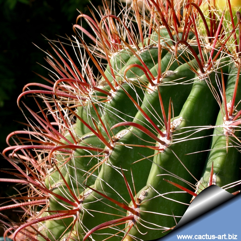 Ferocactus Tiburonensis