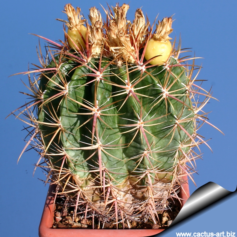 Ferocactus Viridiscens