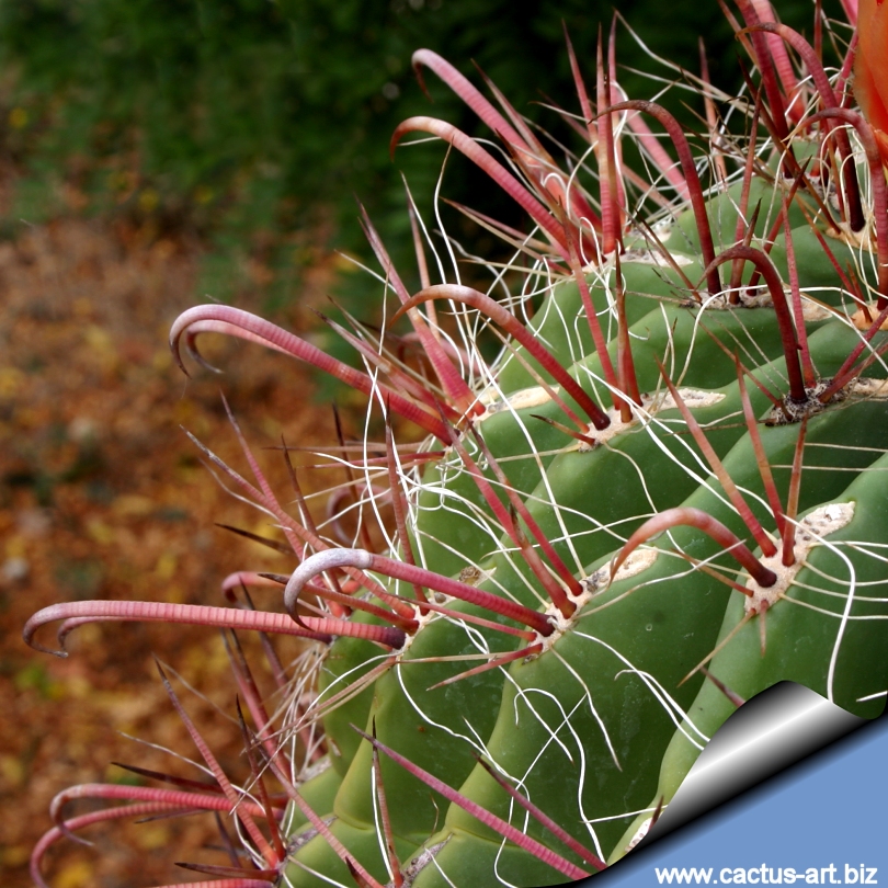Ferocactus Wislizenii