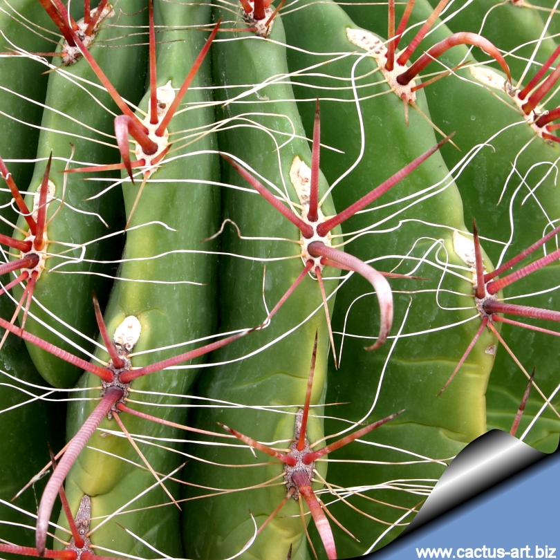 Ferocactus Wislizenii