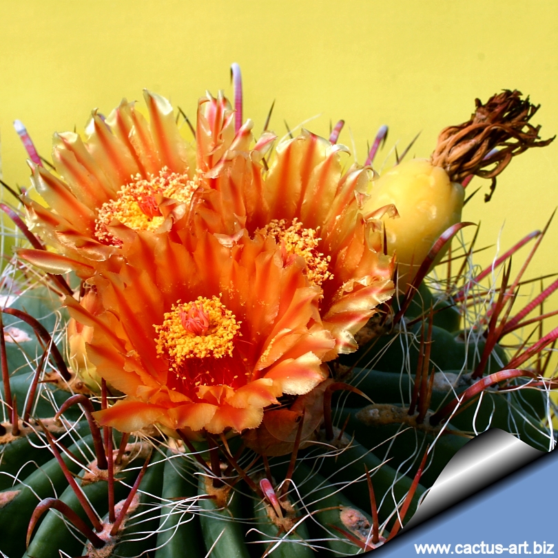 Ferocactus Wislizenii