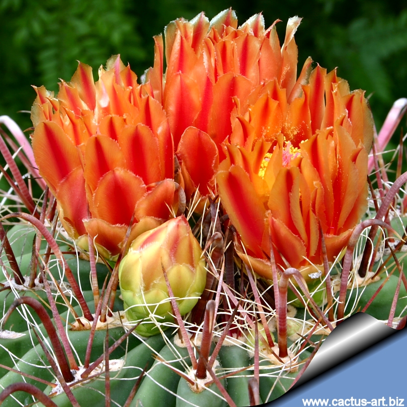 Ferocactus Wislizenii