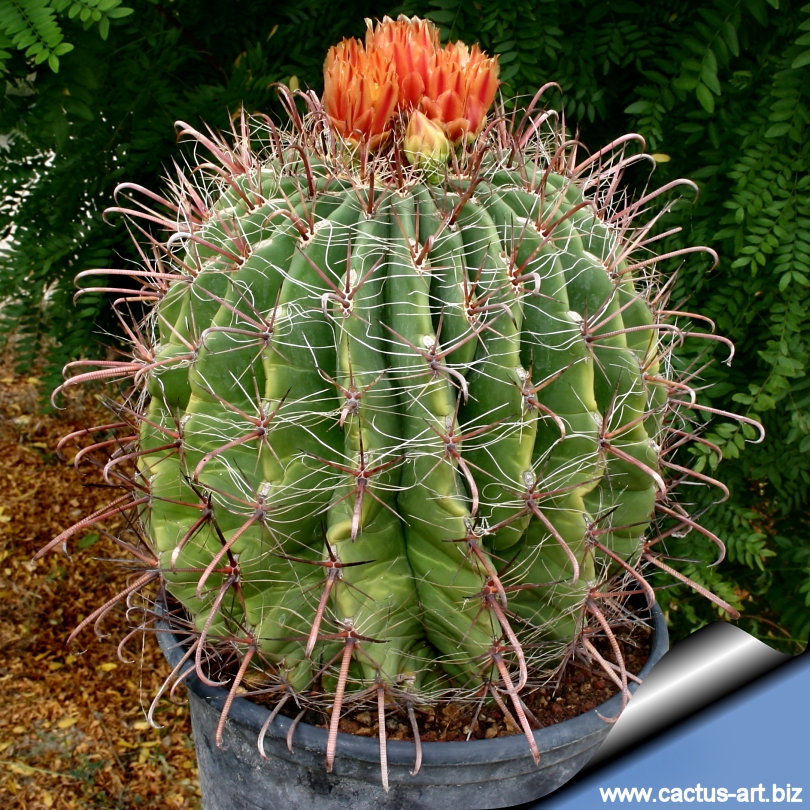 Ferocactus Wislizenii