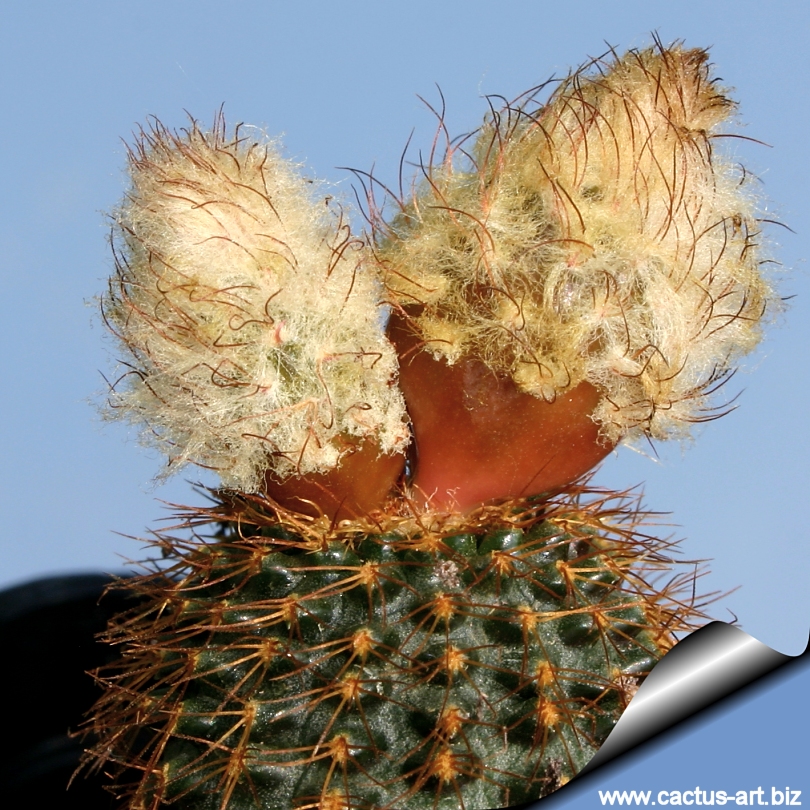 Frailea Asterioides Lb 627