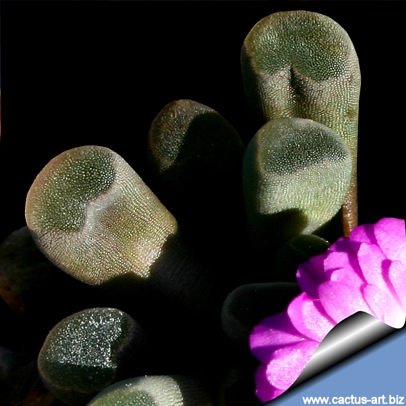 Frithia pulchra