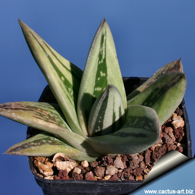 x Gasteraloe cv. GREEN ICE