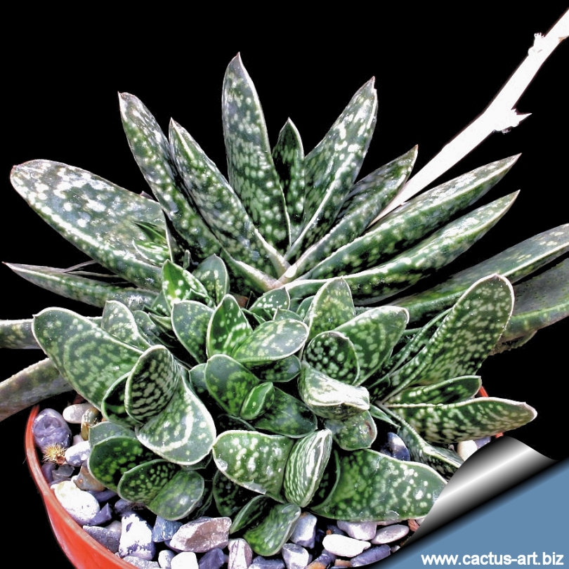GASTERIA LILIPUTANA attractive dwarf leaved plant ! 