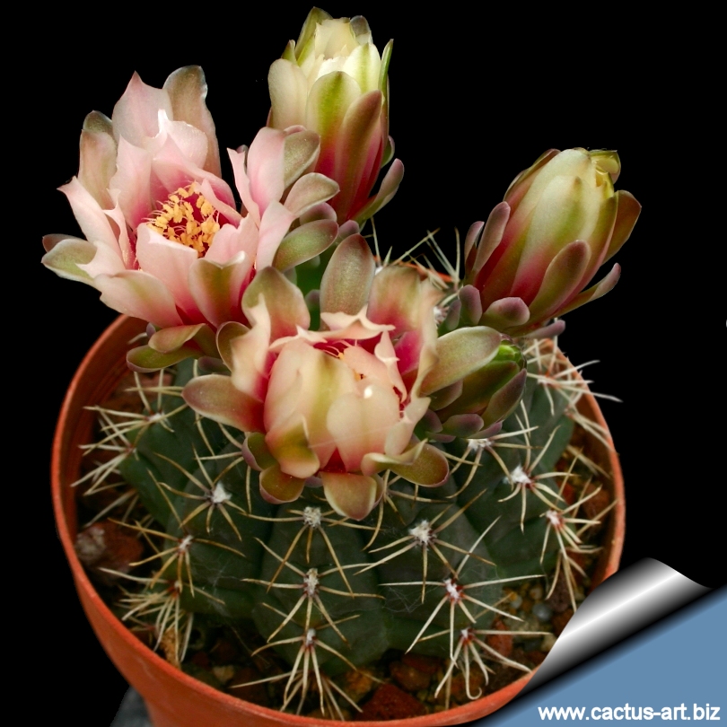 08 綴化　緋花玉　鉢付　Gymnocalycium baldianum 08 綴化 緋花玉 鉢付 Gymnocalycium baldianum