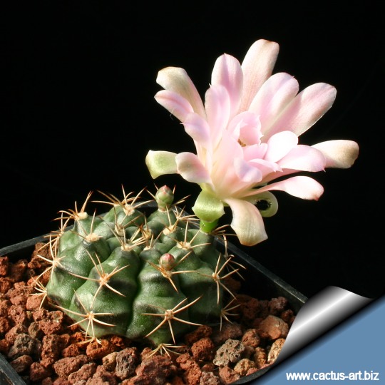 Gymnocalycium damsii