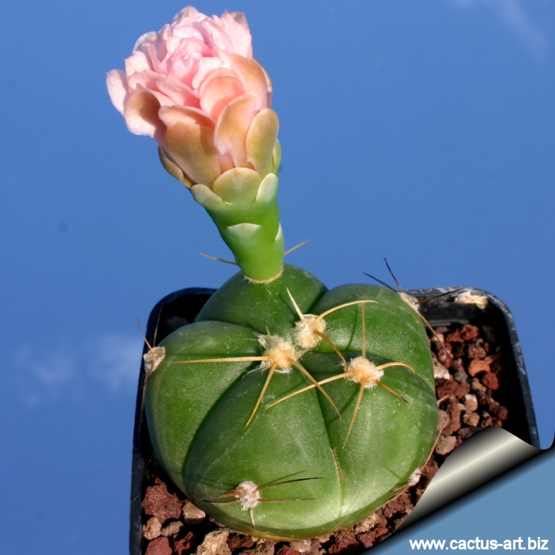Gymnocalycium horstii