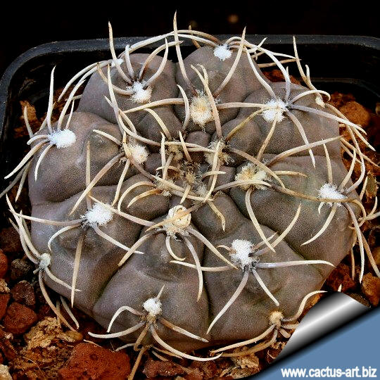 seeds rare cactus succulent gymnocalycium kieslingii castaneum 10