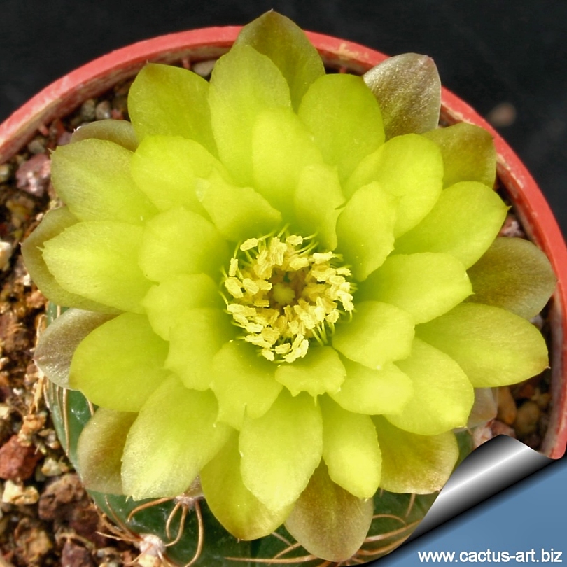Gymnocalycium leeanum