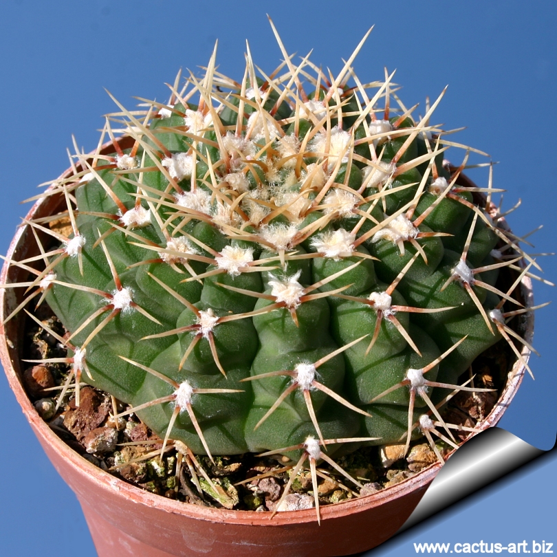 Gymnocalycium platense