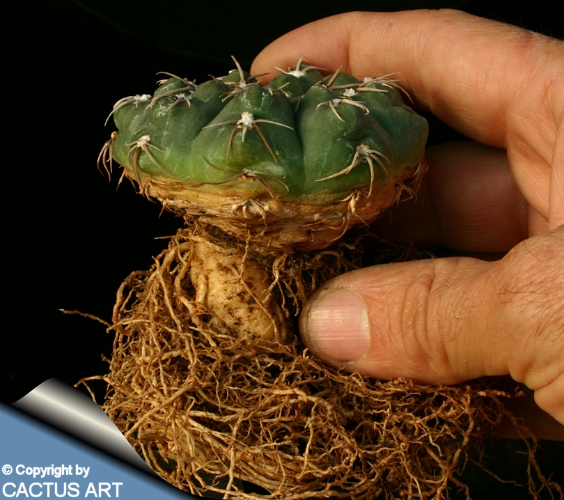 Корневая система кактуса. Эхинопсис корень. Поверхностная корневая система кактуса. Гимнокалициум бальда. Корневая система кактуса.