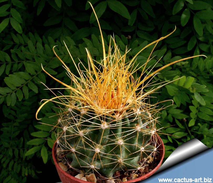 Hamatocactus sinuatus var. papyracanthus yellow spines (Ferocactsus)