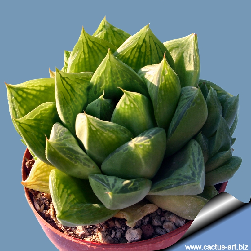 Haworthia x cuspidata