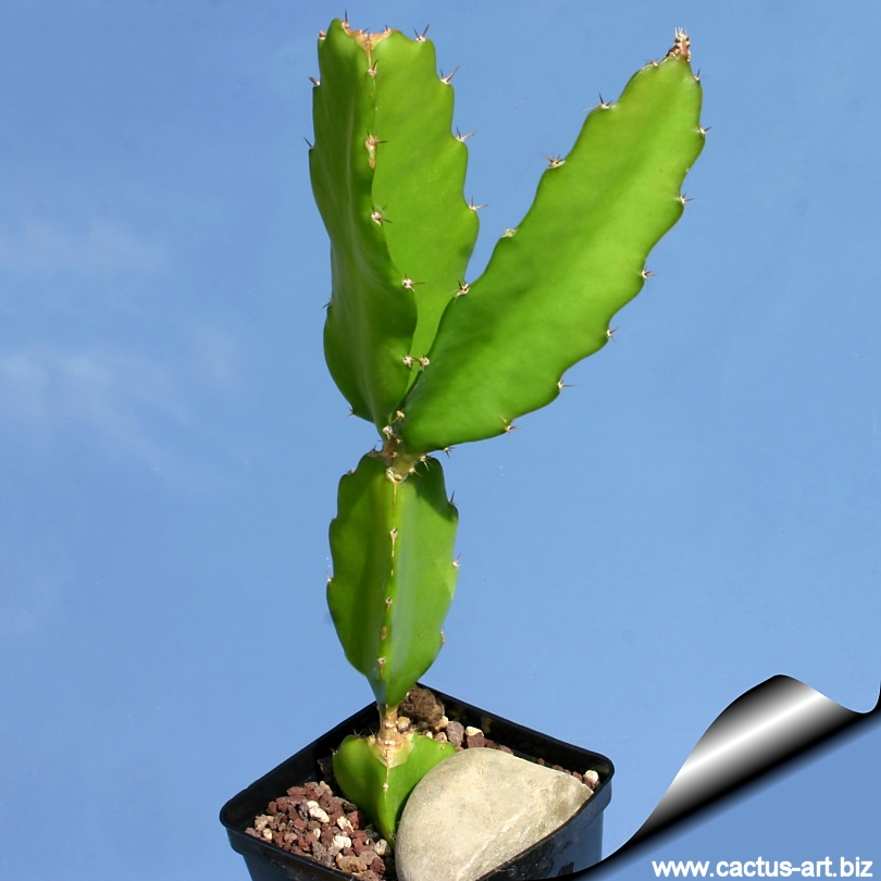 Hylocereus undatus sales
