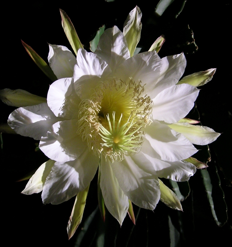 Hylocereus undatus