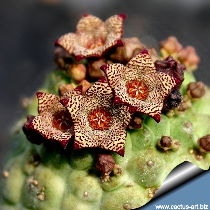 Larryleachia cactiforme (Syn: Trichochaulon cactiforme)