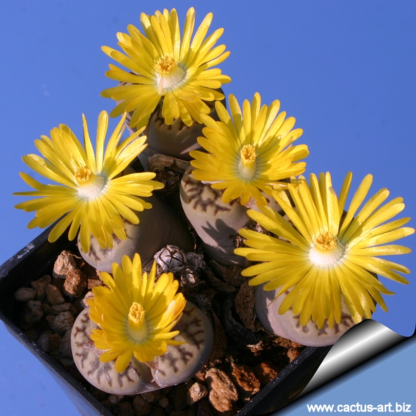 cactus art biz