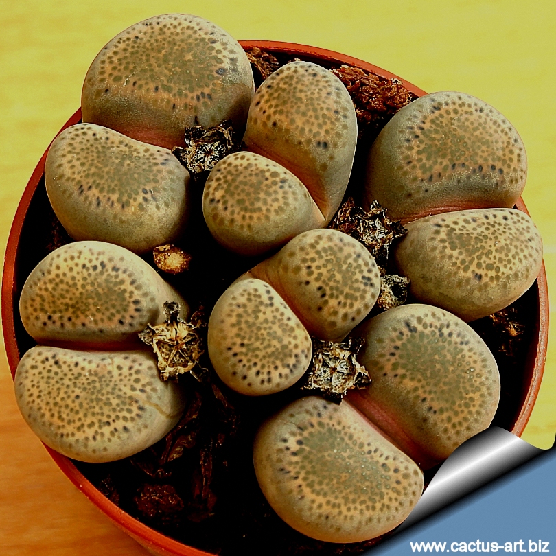 Lithops terricolor C132 (Syn Lithops localis)
