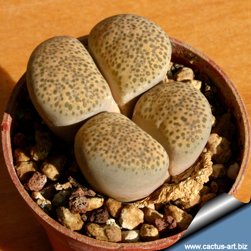 Lithops terricolor C134
