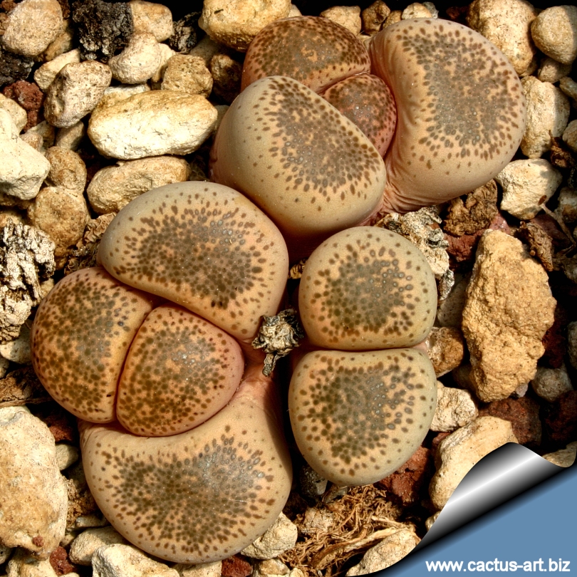 Lithops terricolor C346 30 km WNW Prince Albert Road, SA