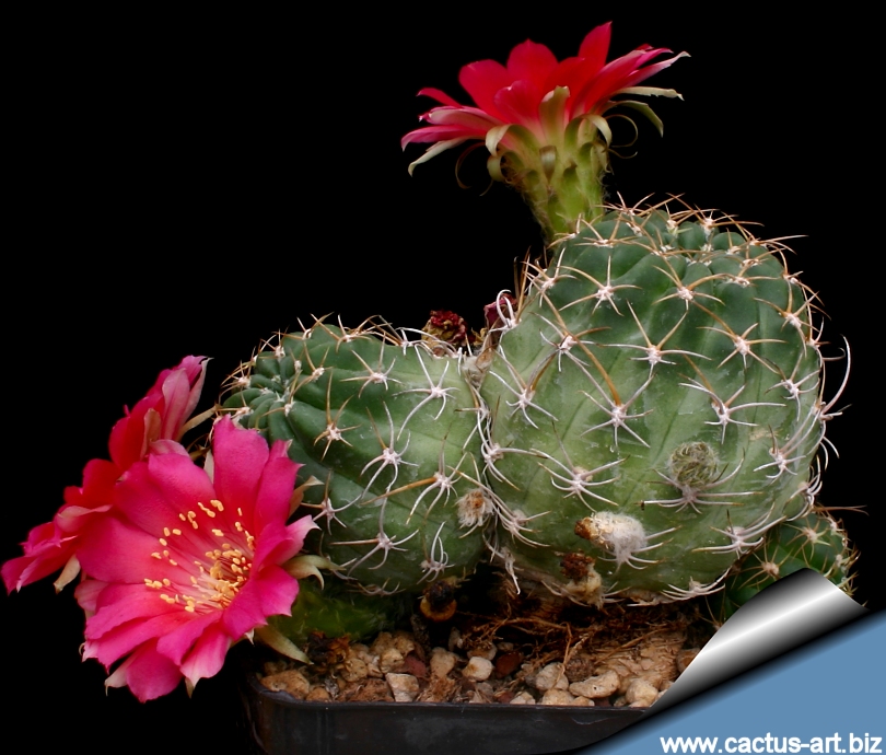 Lobivia backebergii