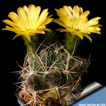 cactus plant Lobivia pentlandii v aculeata 