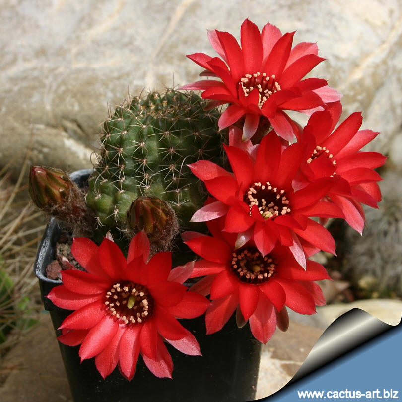 Lobivia saltensis (Syn: Echinopsis saltensis)