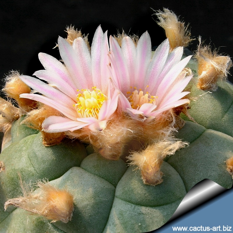 サボテン peyote Lophophora williamsii サボテン peyote Lophophora williamsii Rare Lophophora