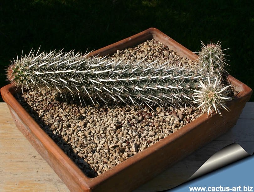 Macharocereus Machaerocereus Eruca