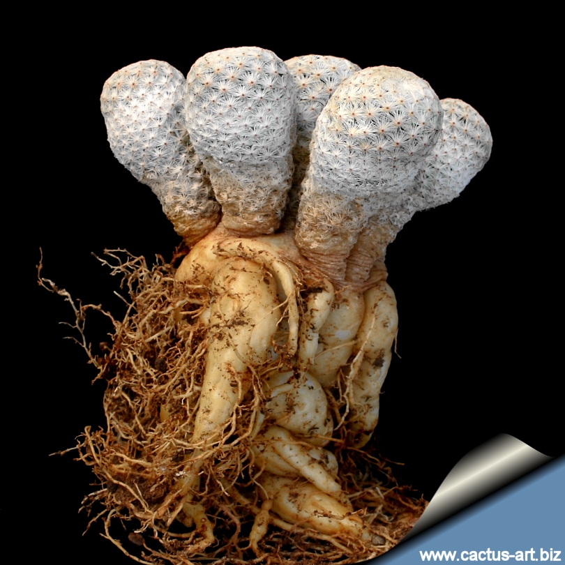 Mammillaria Albiflora
