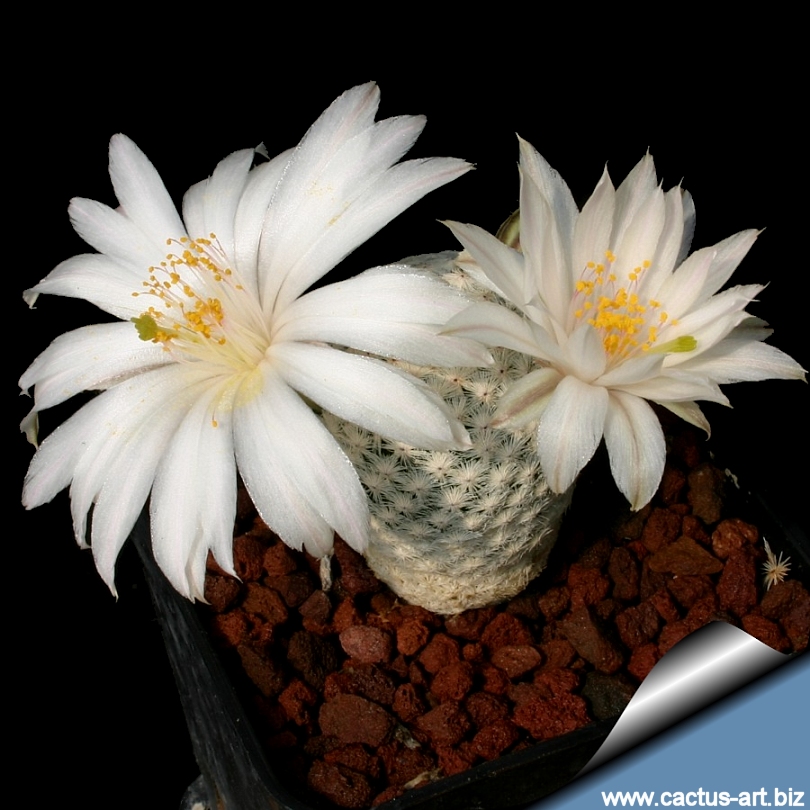 Mammillaria Albiflora