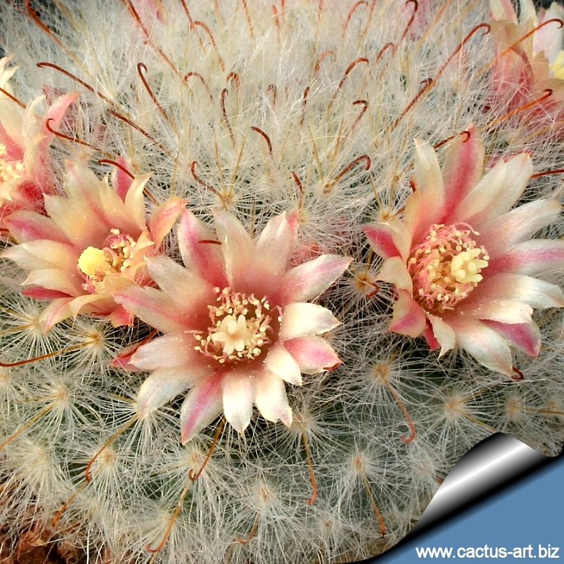Mammillaria Bocasana