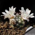 Mammillaria coahuilense SB699 Hipolito Coahuila Mexico