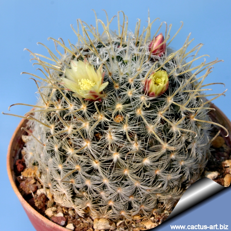 Mammillaria duwei