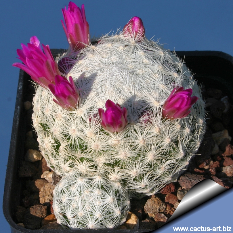 mammillaria humboldtii plants potted Home Garden flowering cactus Plants 