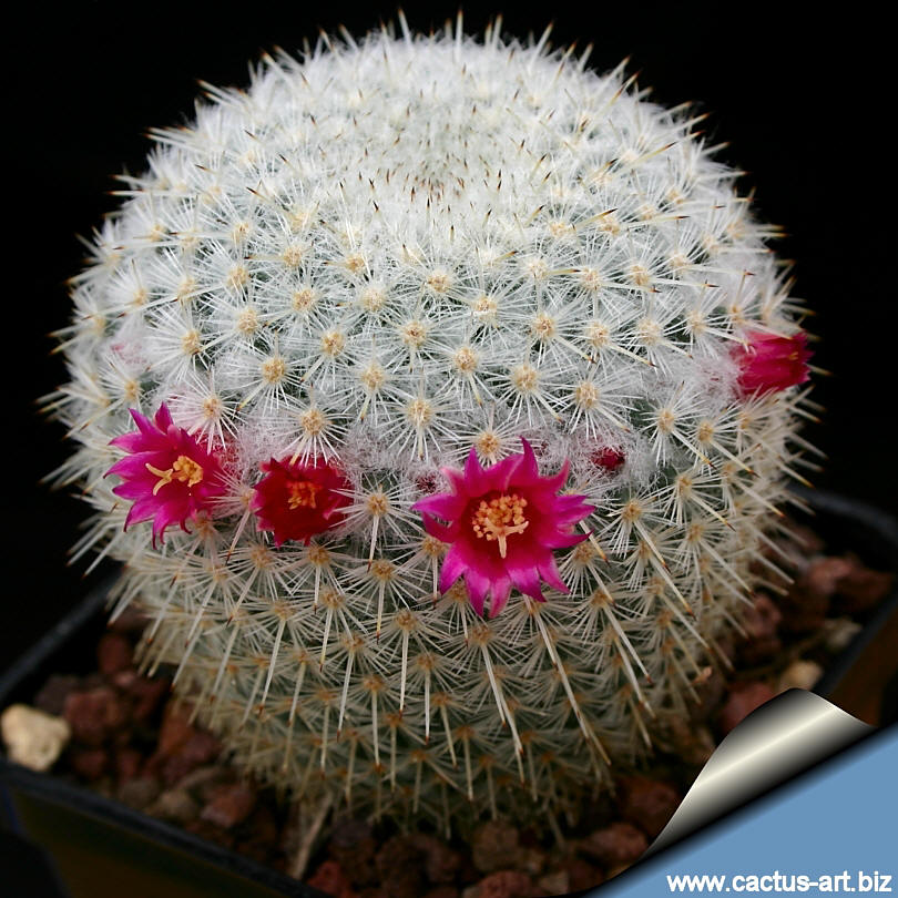 Mammillaria ignota (Syn: Mammillaria albilanata ssp. oaxacana )