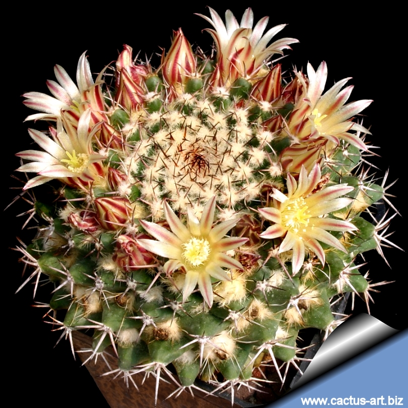 Mammillaria karwinskiana ssp karwinskiana