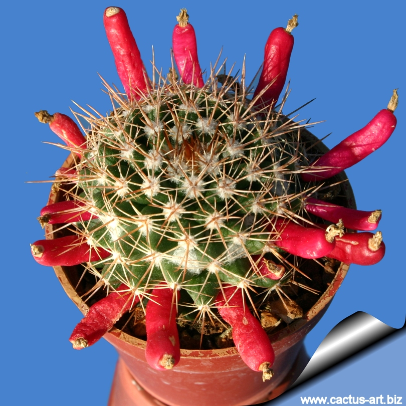 Mammillaria Mammillaris