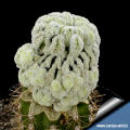 Mammillaria pectinifera (Syn: Solisia pectinifera) forma mostruosa