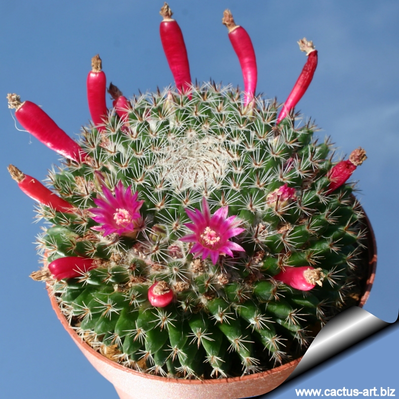 Mammillaria perbella