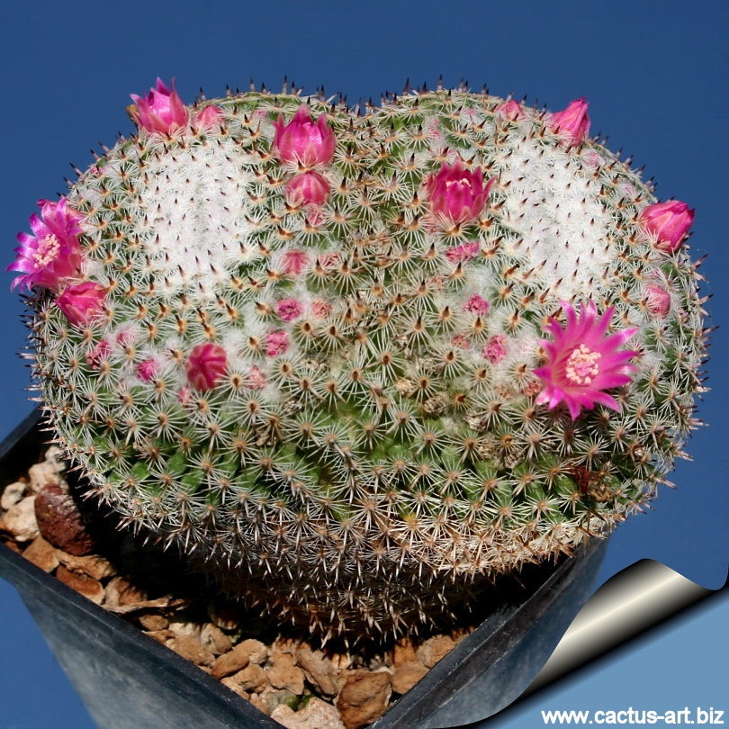 Mammillaria perbella