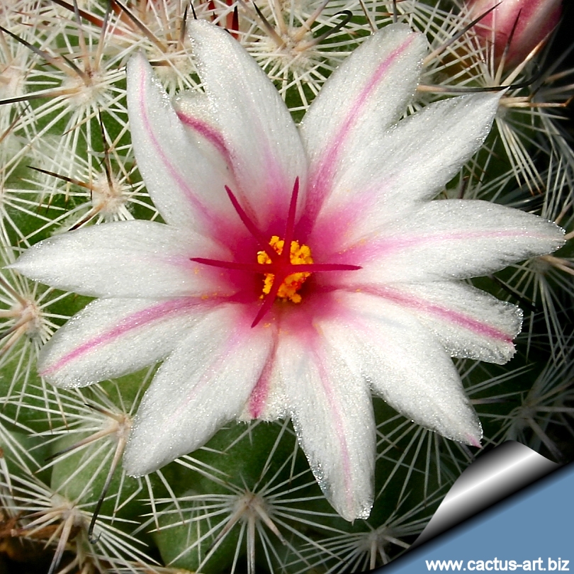 Mammillaria Slevinii Syn Mammillaria Albicans