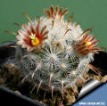 Mammillaria stella-de-tacubaya a young plant the first flowers
