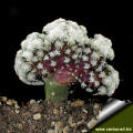 Mammillaria theresae polytomic form