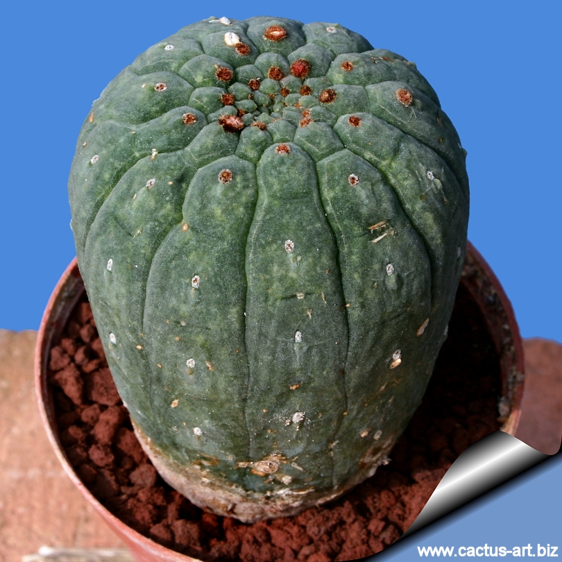 Matucana madisoniorum