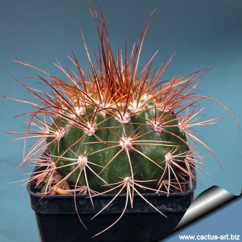 Melocactus diamantinus