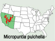 Micropuntia pulchella distribution map